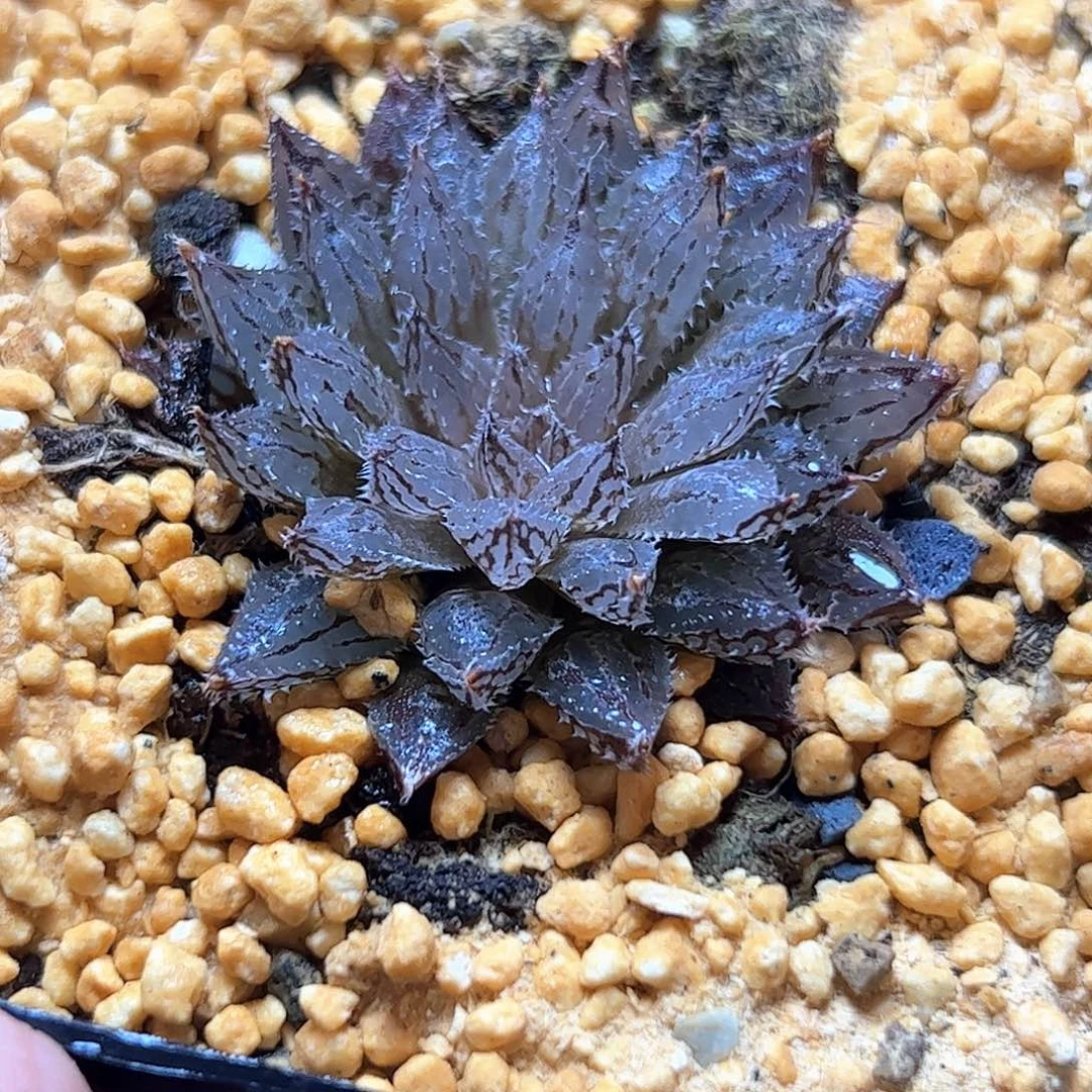 岩兰十二卷多肉植物