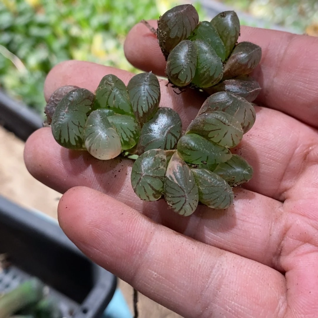 14142 一颗大眼珠子锦。超级福利。