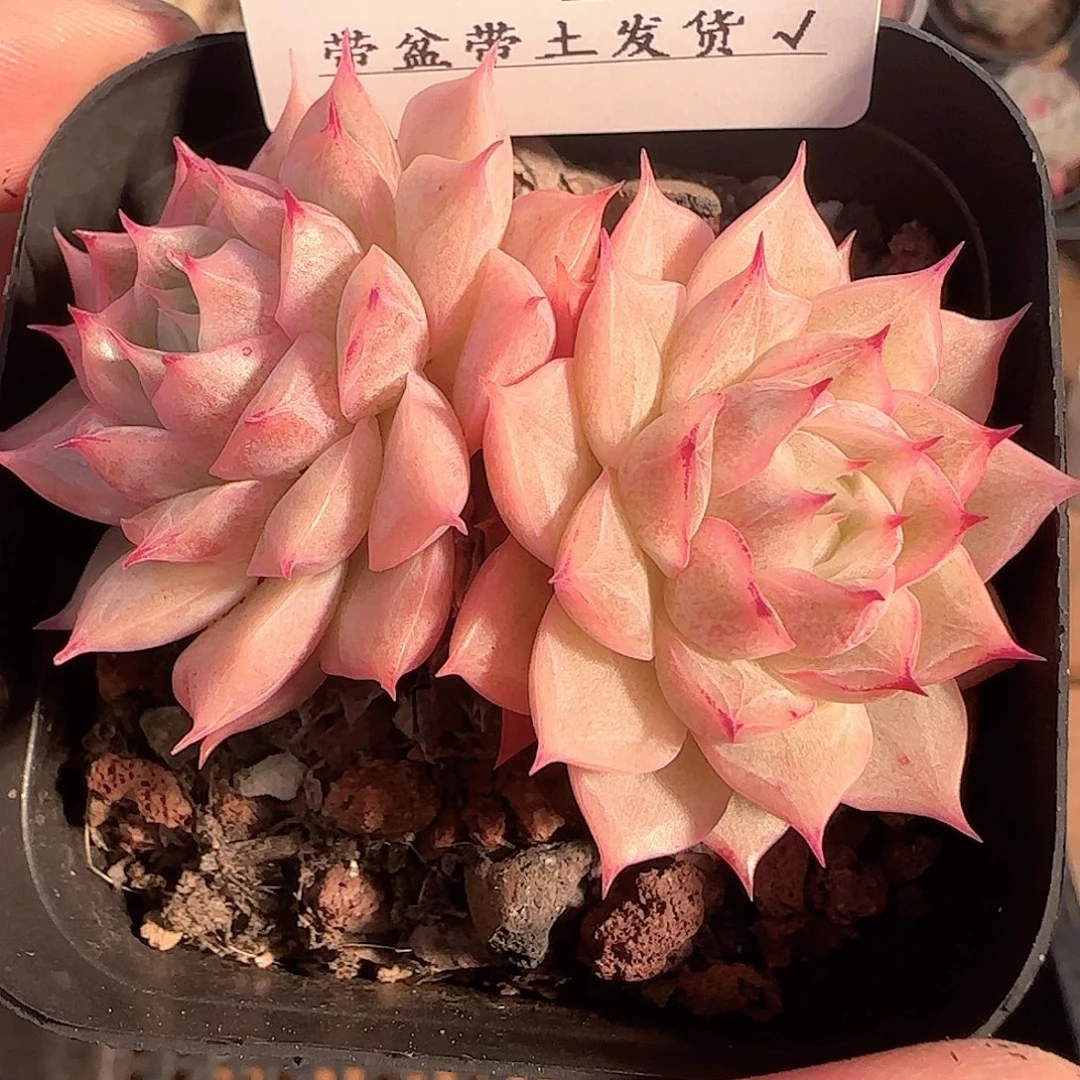 多肉1203-198优选麦秆