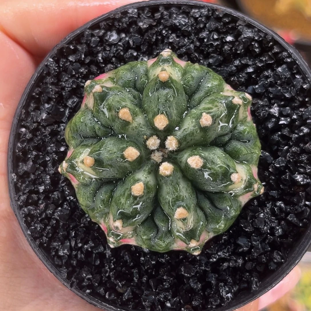 双腹棱海神 米哈仙人球