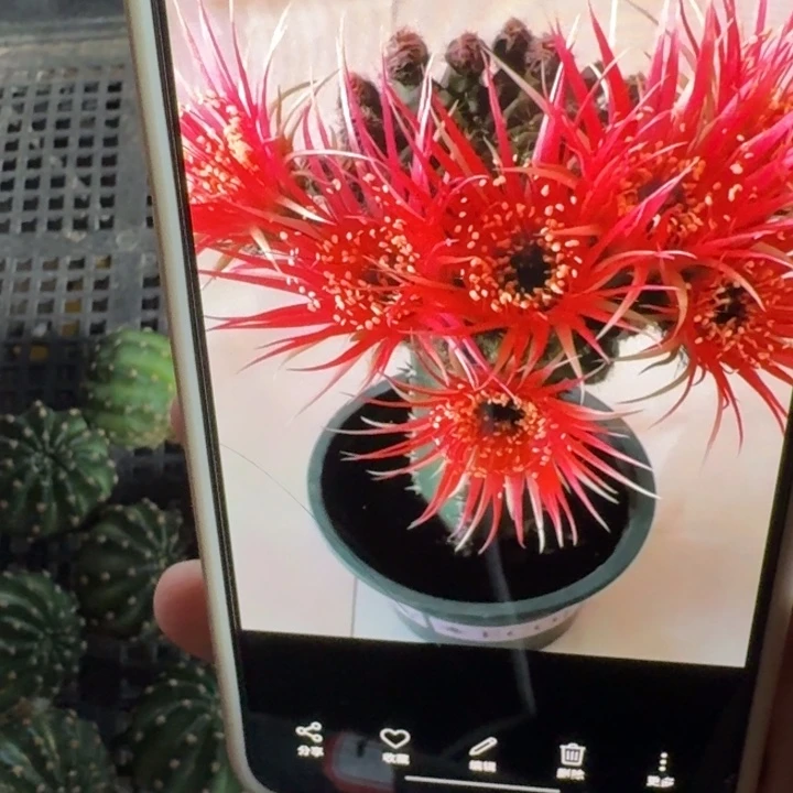 274丽花紫昭和歪3公分左右无根侧牙，20包邮