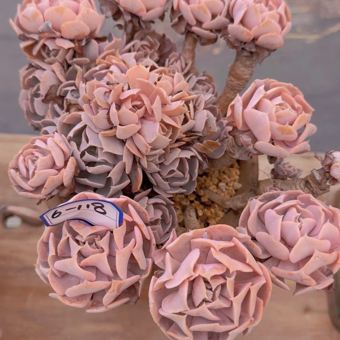 6-118天鹅湖凡艺多肉