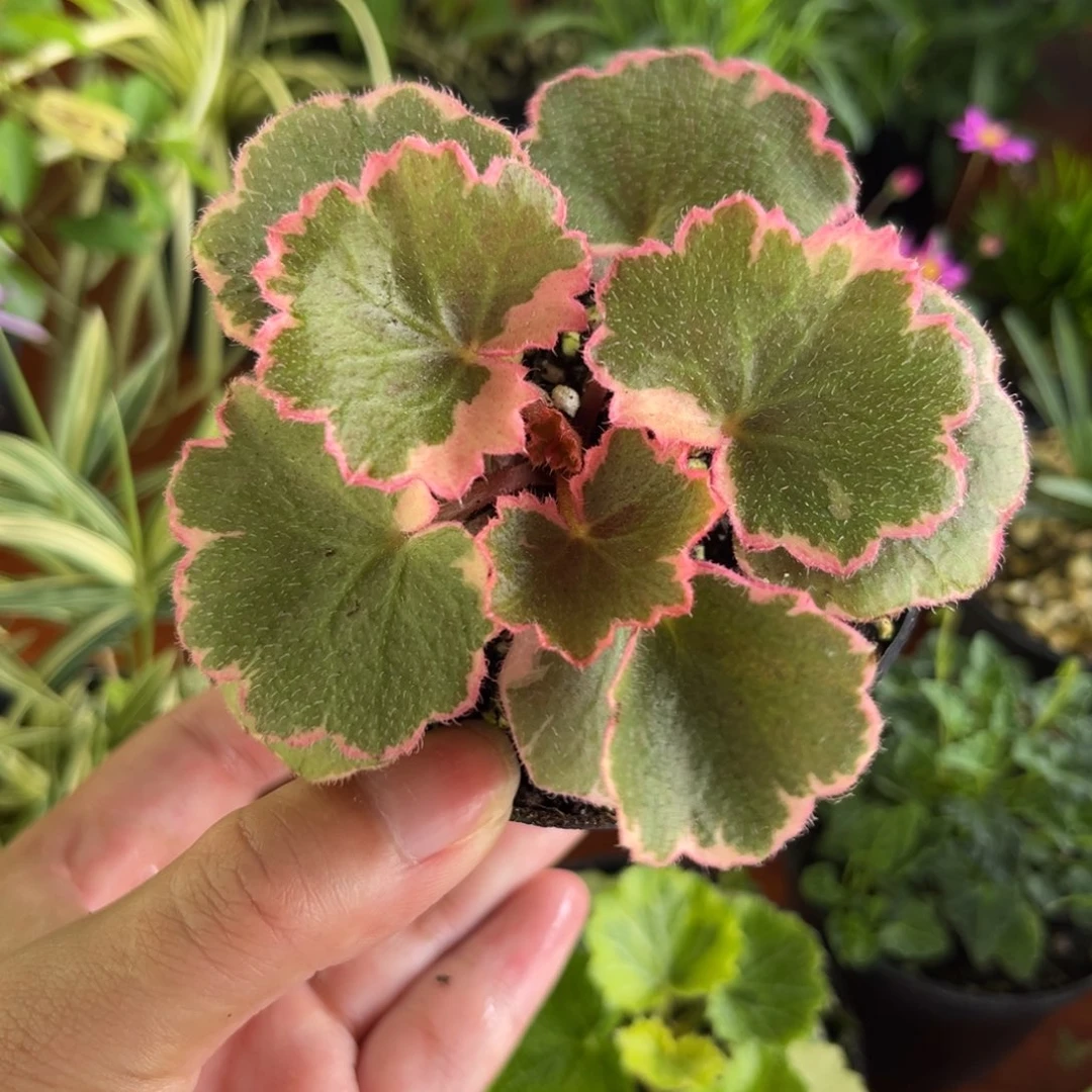 云***4当前无花栽培后可以开花