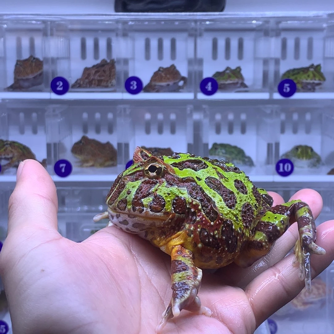 角蛙闪购专拍链接