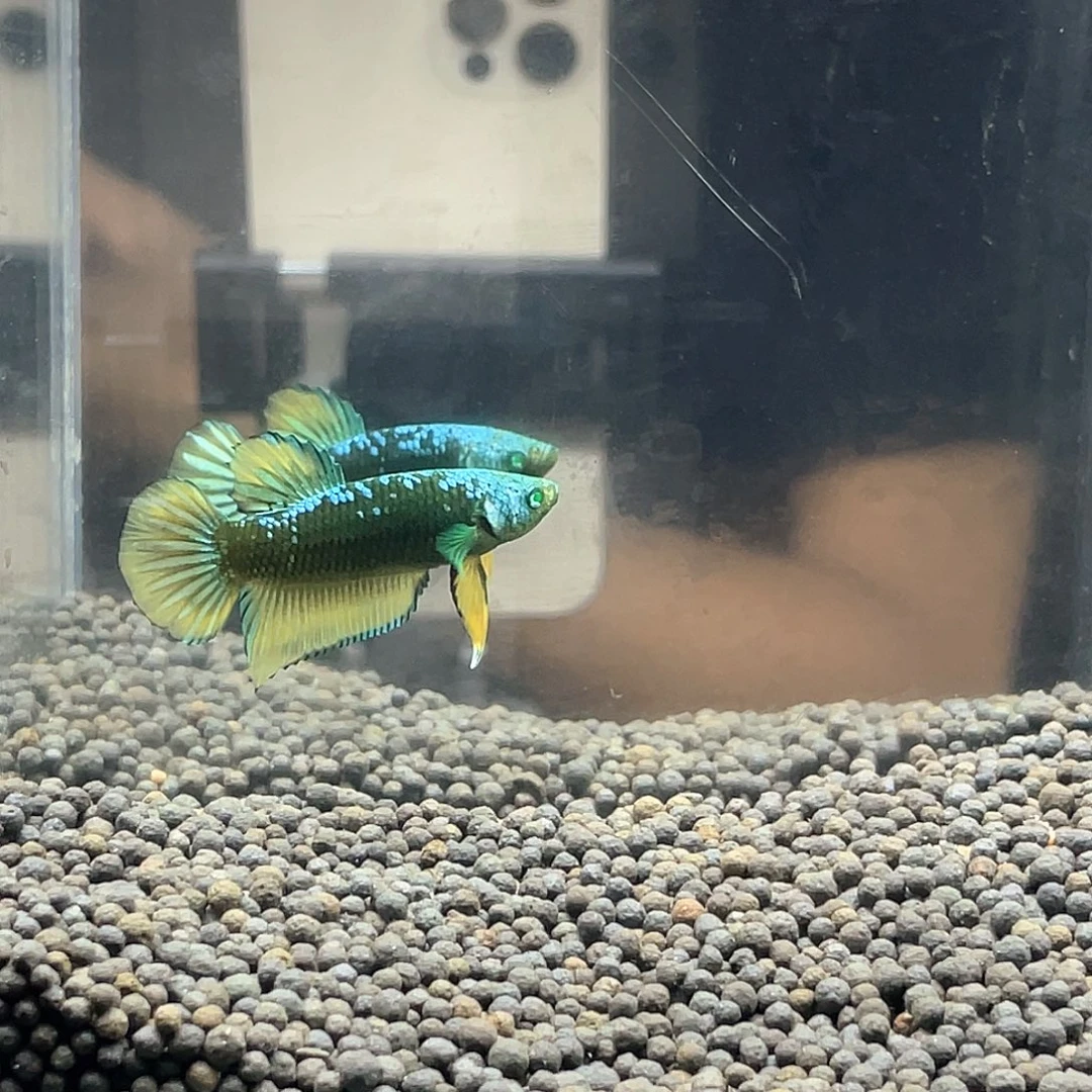 斗鱼不包邮首单补10运6