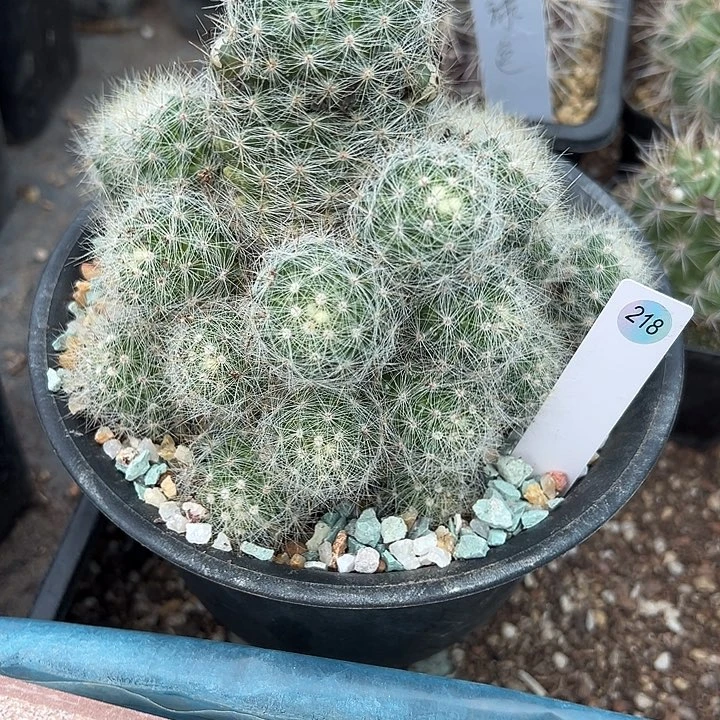 盆***成218号实生芳香丸一盆