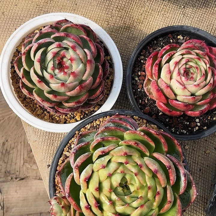 九月专拍，惊鸿仙子3颗