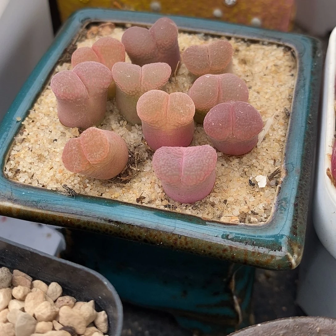 日本原株风铃一头。