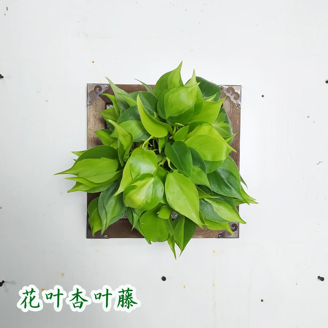 花叶杏叶藤带锦蕨类植物挂板水培盆栽好养耐阴悬挂垂吊兰挂墙绿植