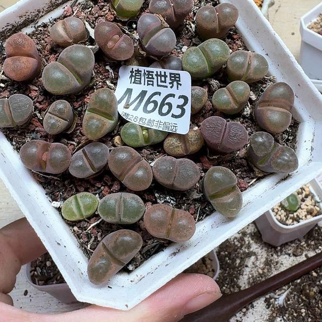多肉植物的人生历程df
