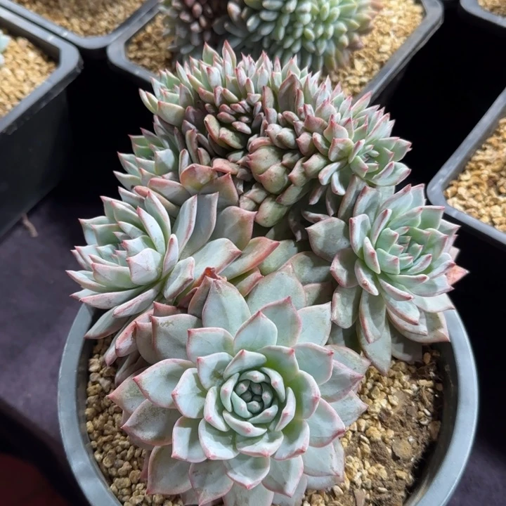 20厘米左右一物一拍的