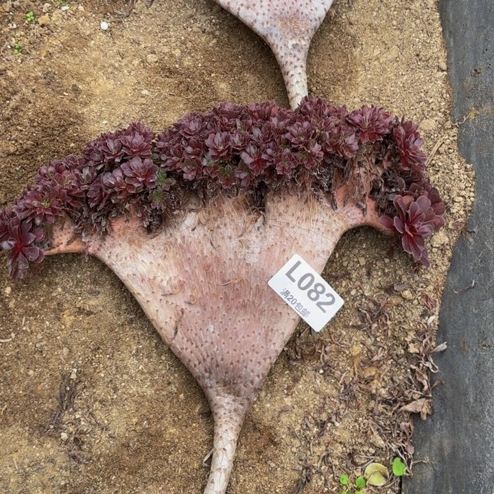 瑞妈多肉园艺082。铜壶缀