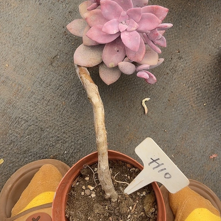 晨语多肉，一物一拍110