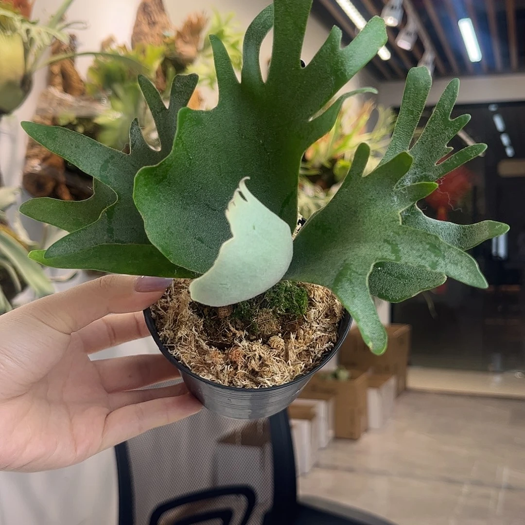 不开花植物nook黑牌SOHO孢子苗