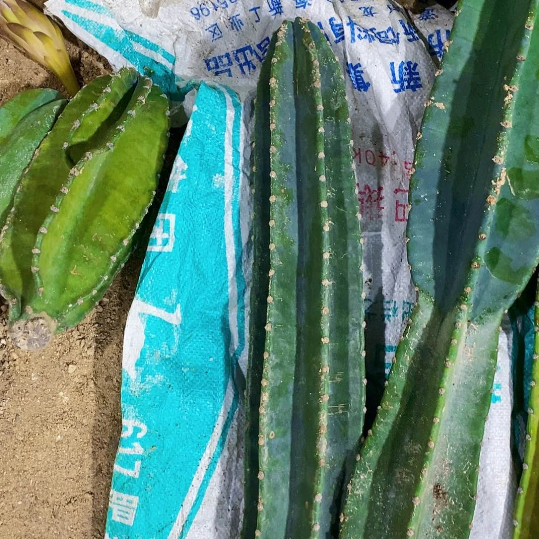 无花朵量天尺高30公分无根