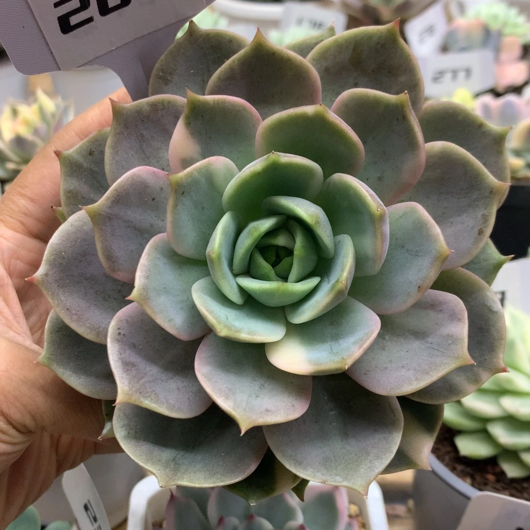 206贝加尔湖锦锦锦锦