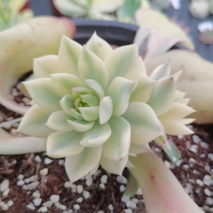 弗兰克白覆轮锦群带嫁木发