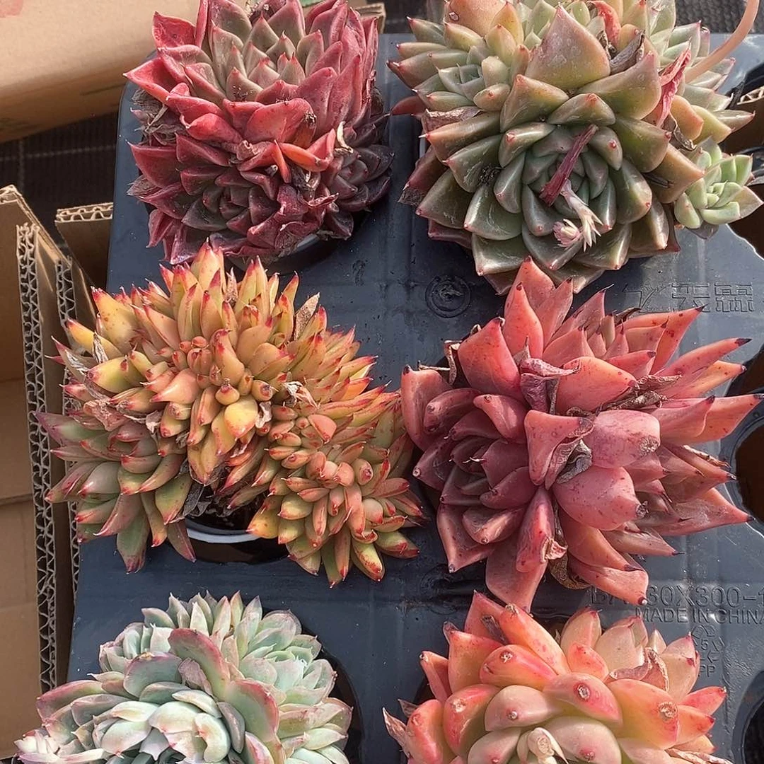 群生系列超大个超大 6423