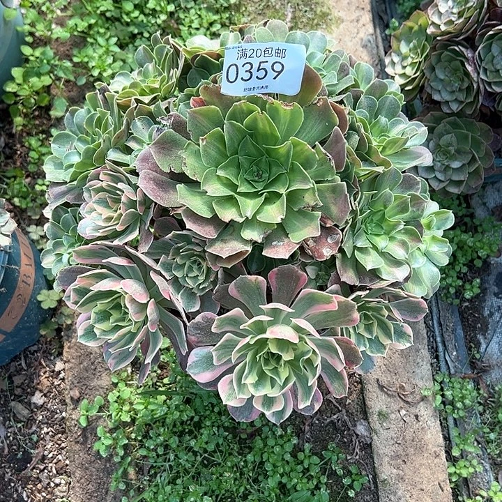 0359女妖变异多肉植物