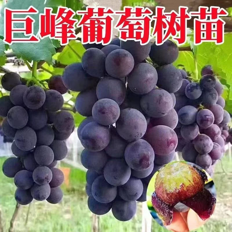 阳光玫瑰晴王葡萄苗果树巨峰葡萄树苗盆栽葡萄苗南方北方种植耐寒