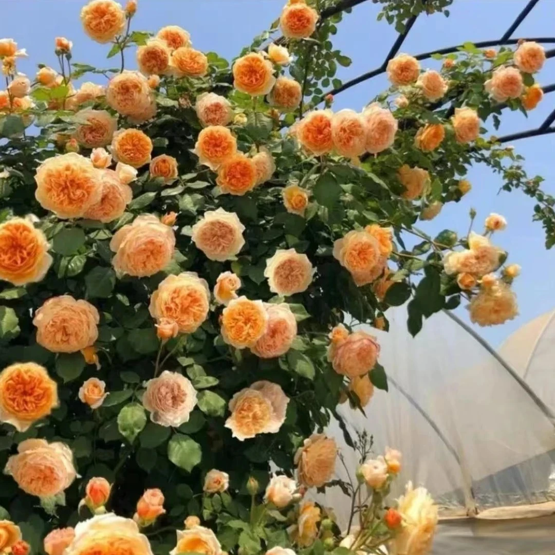 【1.2-1.4米】王妃大苗爬藤月季庭院花卉浓香大花耐寒四季蔷薇花苗