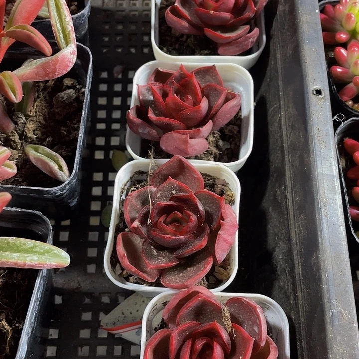 红灯3.8带盆土发货