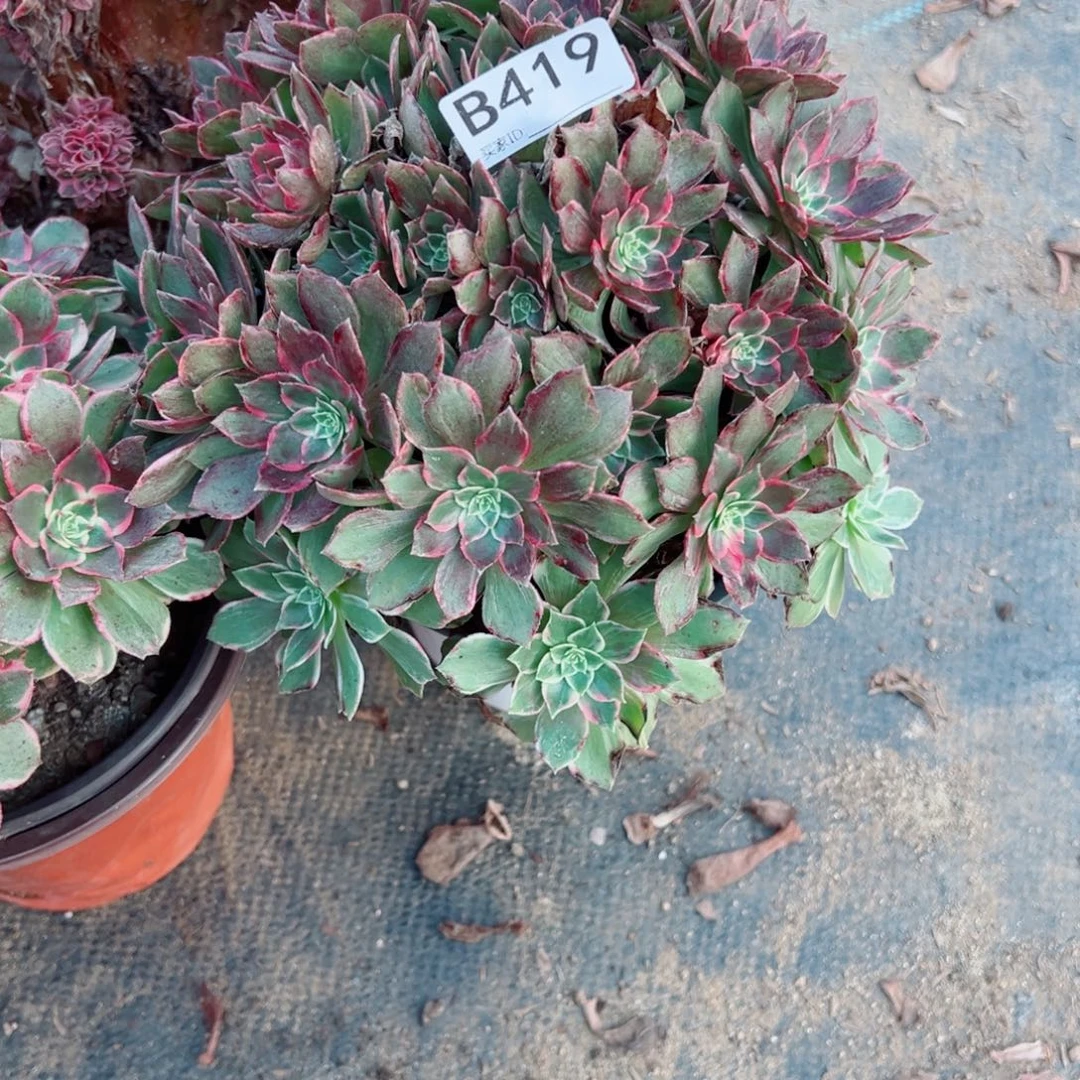 419万花筒多肉植物法师多肉