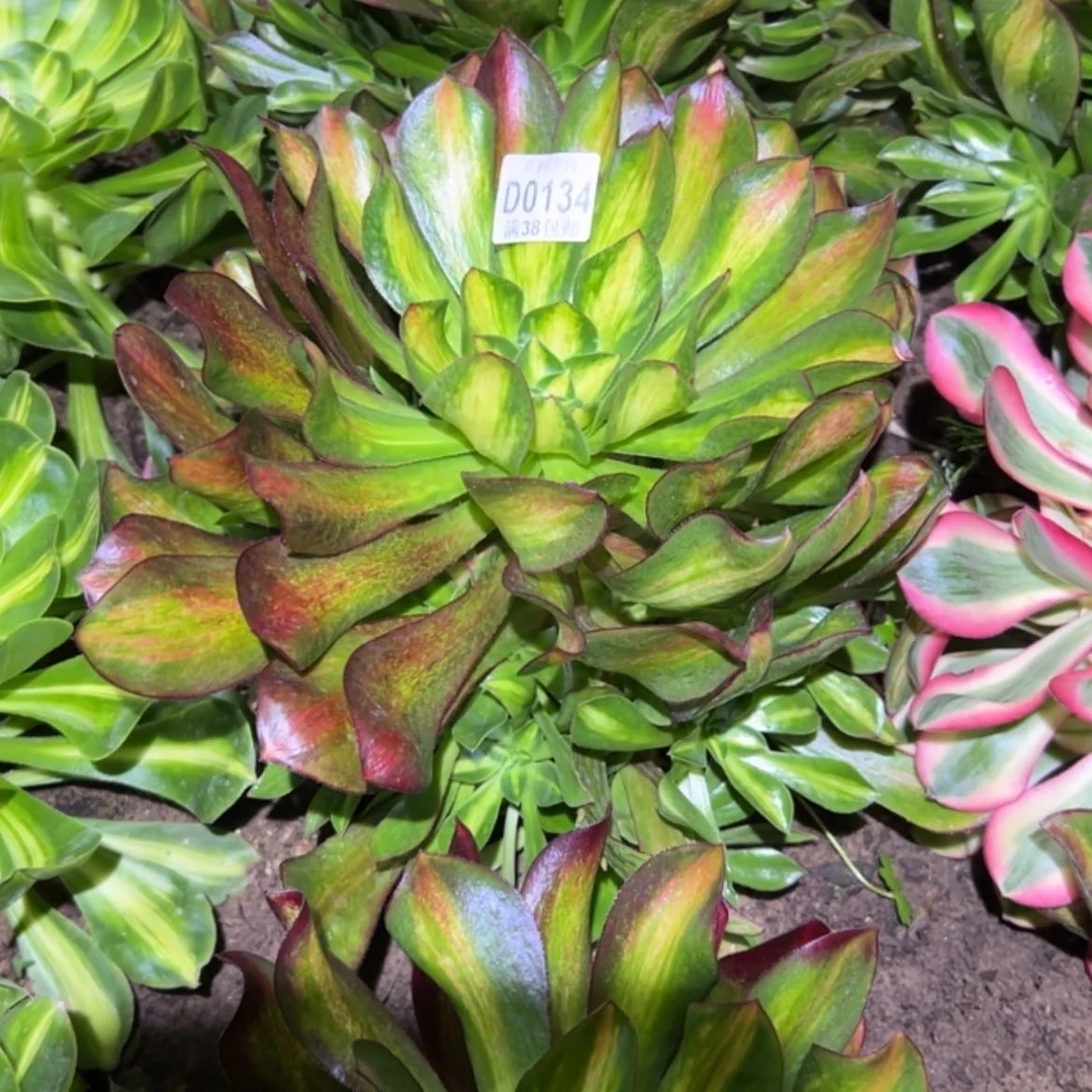 【闪购商品】?***呀134魅影多肉