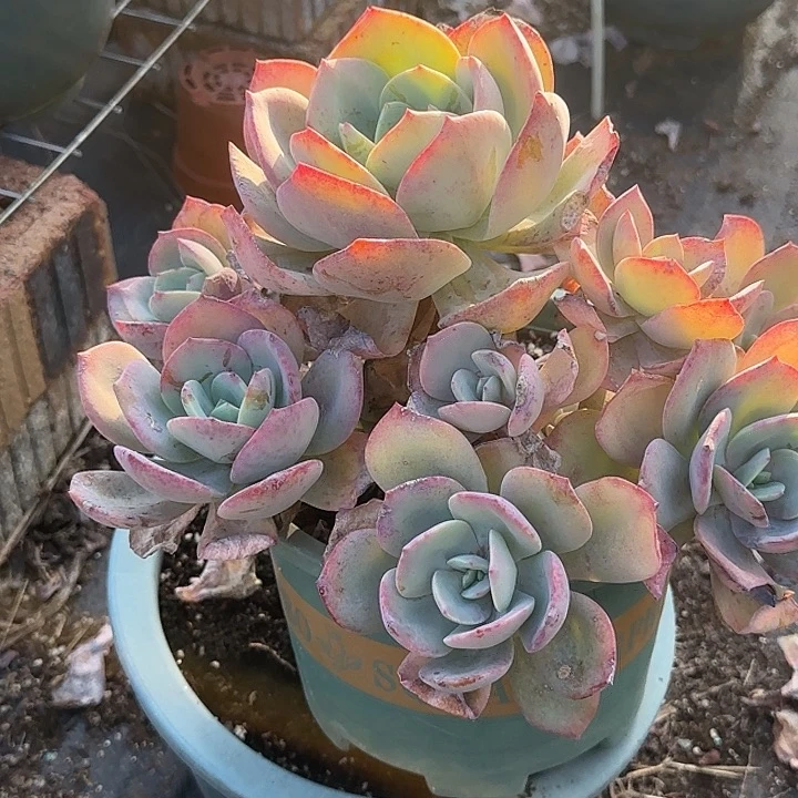 林****2407雪凤脱土发货不退不换