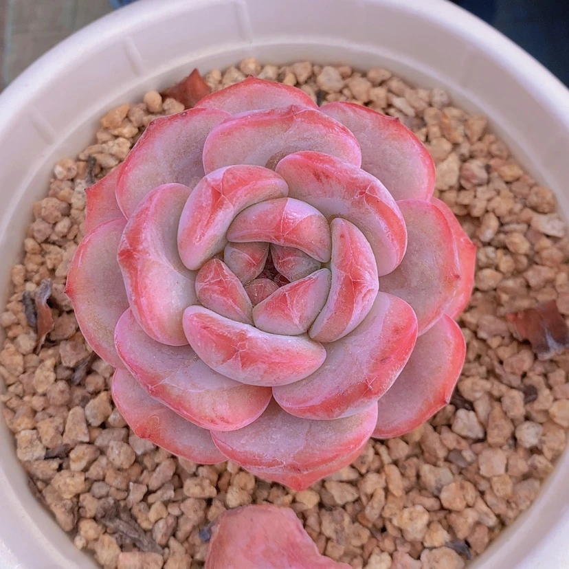 【闪购商品】彩虹多肉植物