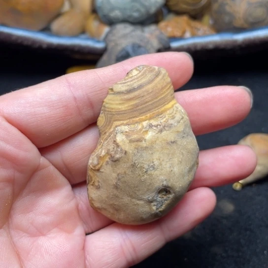 石材纯天然九眼页岩钱币石原石38