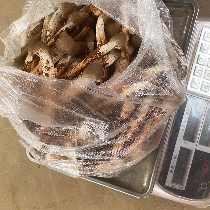 奔***人云南省石屏县青头菌中国大陆