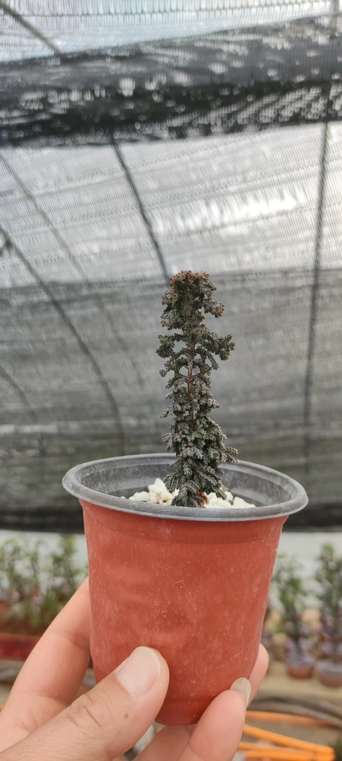 石化桧普桧杯苗老盆口