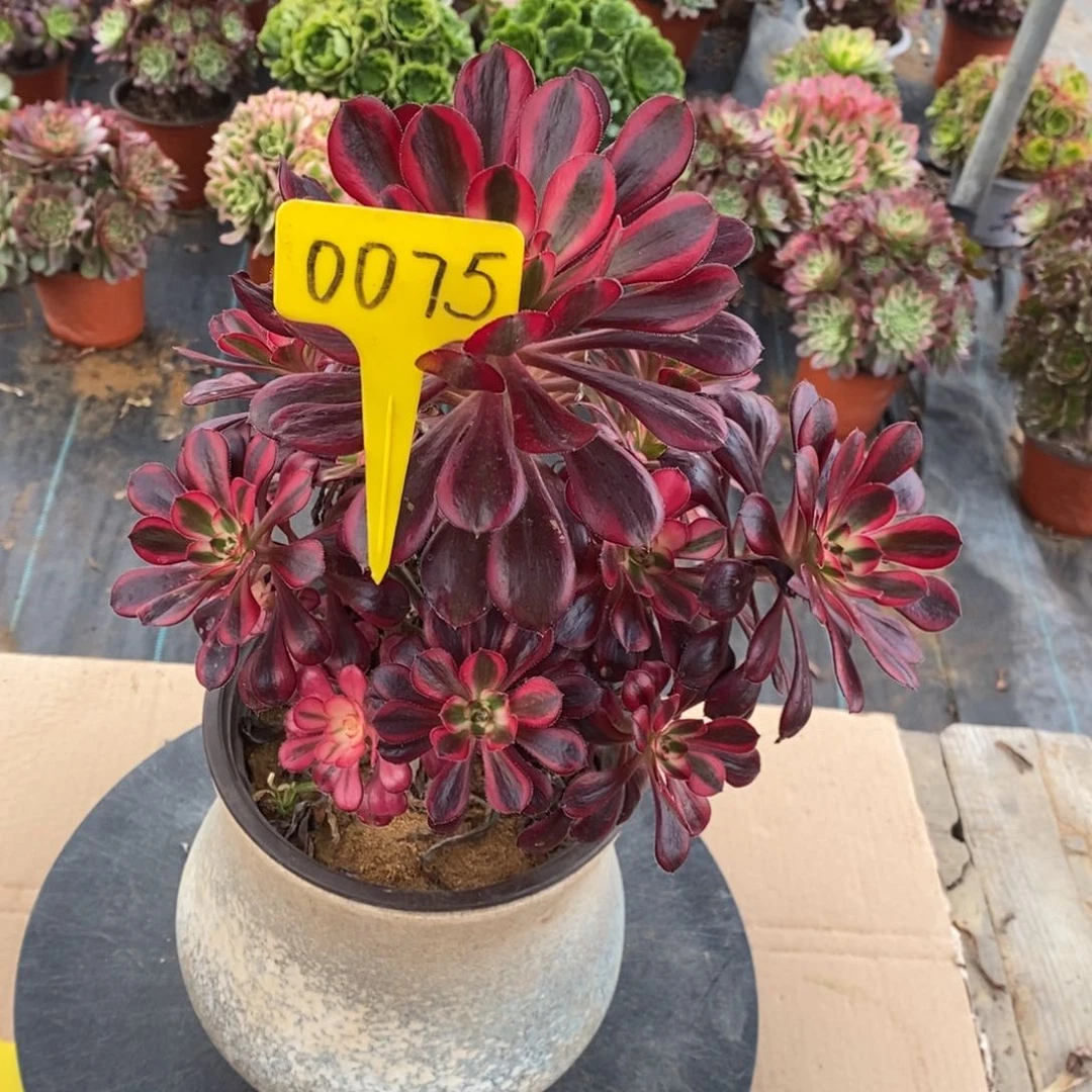 西***厂0075-丽娜法师