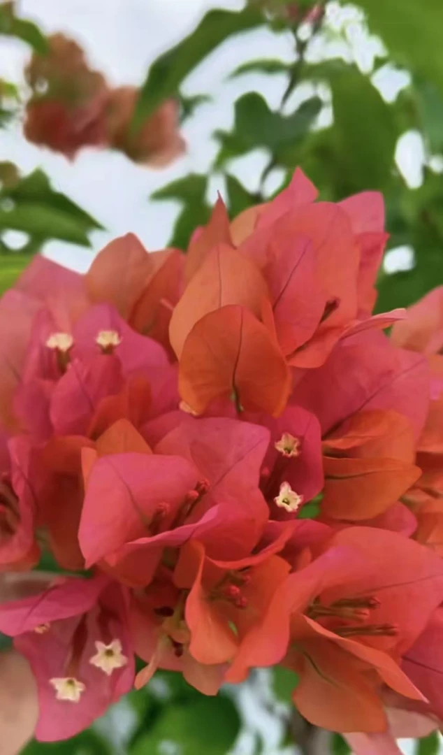 [一物一拍]三角梅好养勤花爬藤