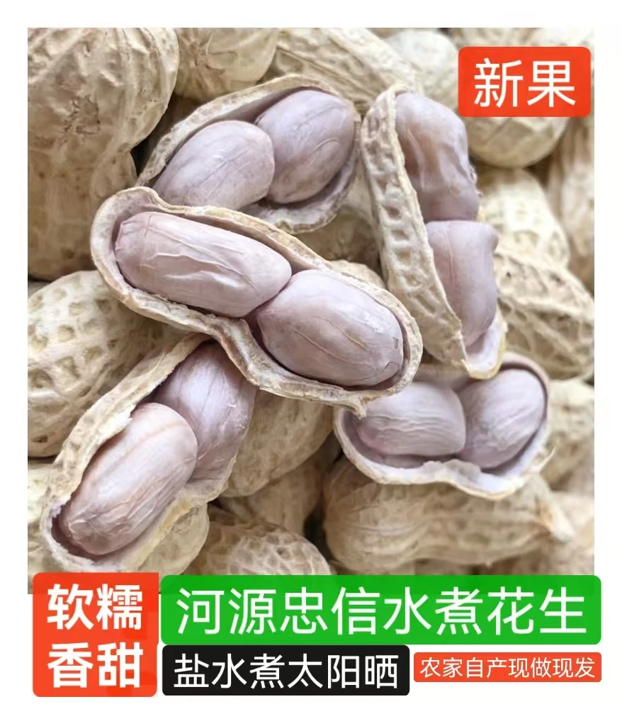 2025（当季鲜果）河源忠信水煮花生好吃不上火有韧性有嚼劲