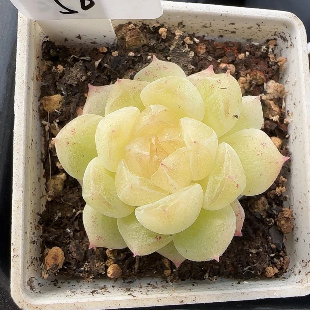 50福利泼天双头群生不包整