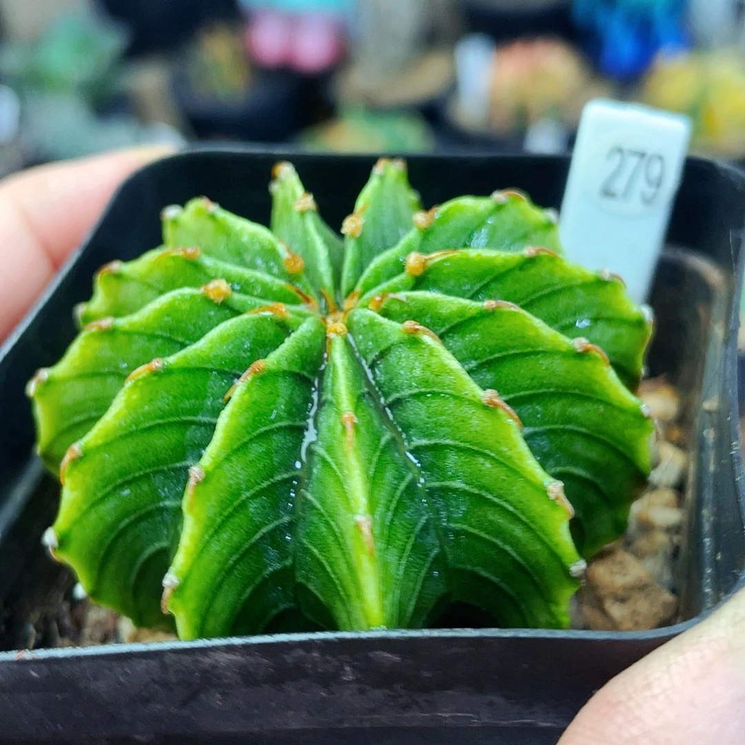 非偏远地区满25包邮仙人球