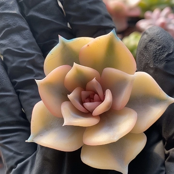 露西娜腹轮锦头盖