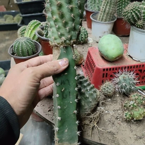 仙人球袖普嫁接红花黑喉