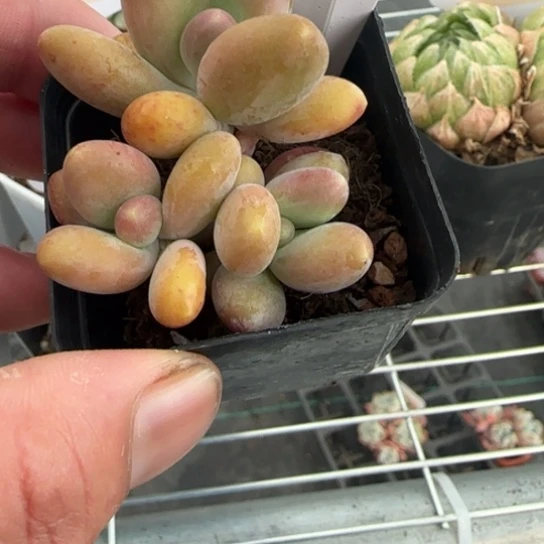 19芒果奶一物一拍多肉