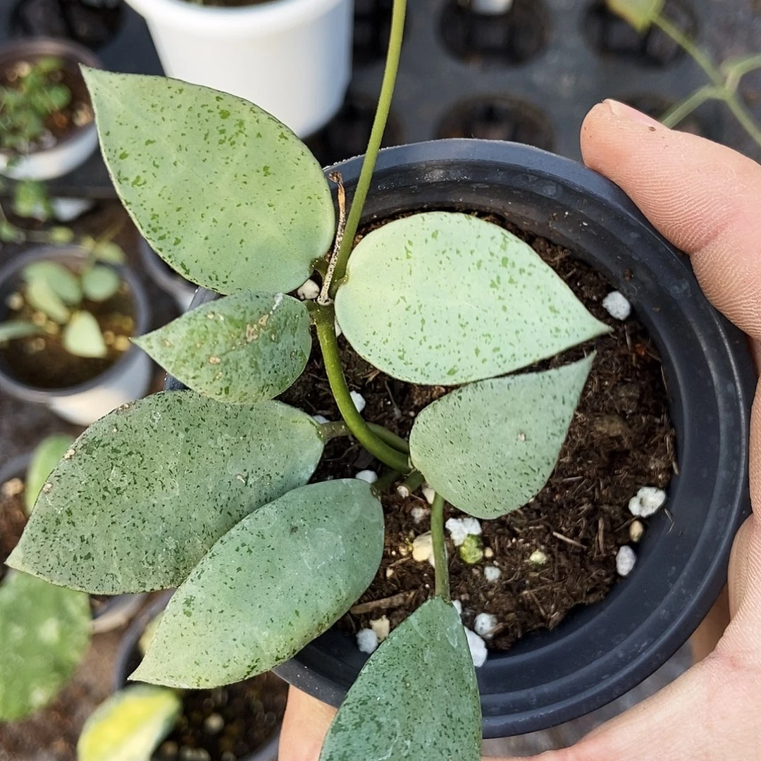 完全开放薄荷银币球兰29