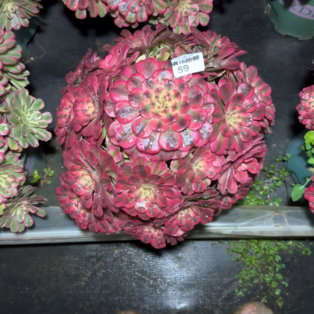 嗨粉霞多肉植物法师