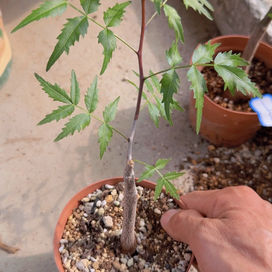 悦**?块根植物块根植物