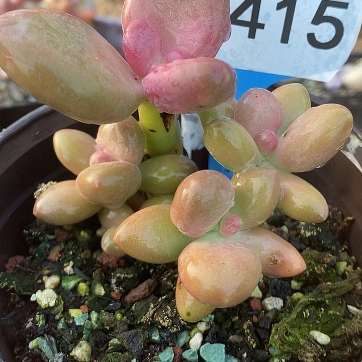 415号芒果奶自然群，微瑕啊啊啊