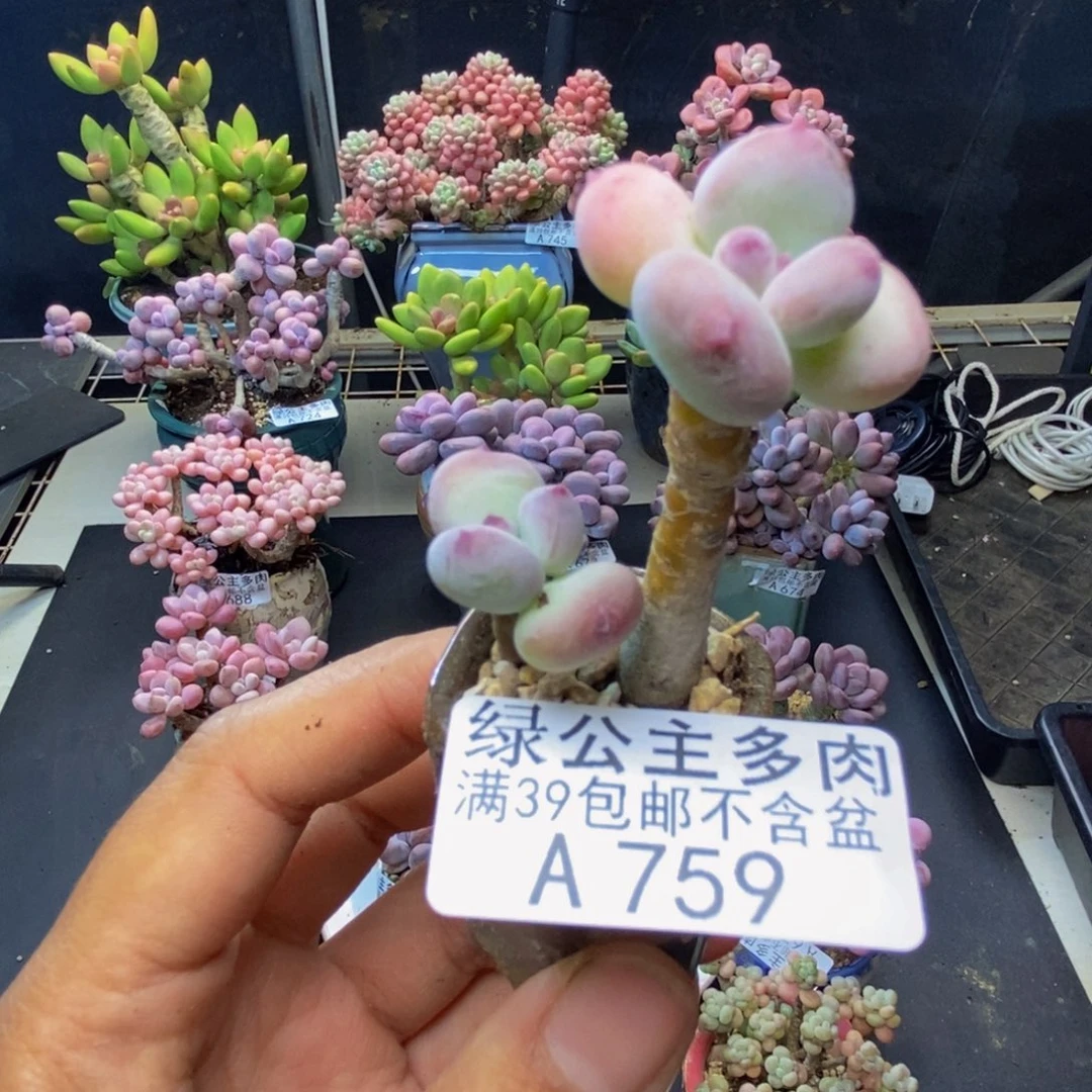 759苹果奶四代多肉2c m