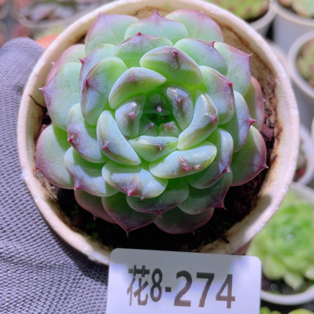 花利美 8-274秘境冰魄