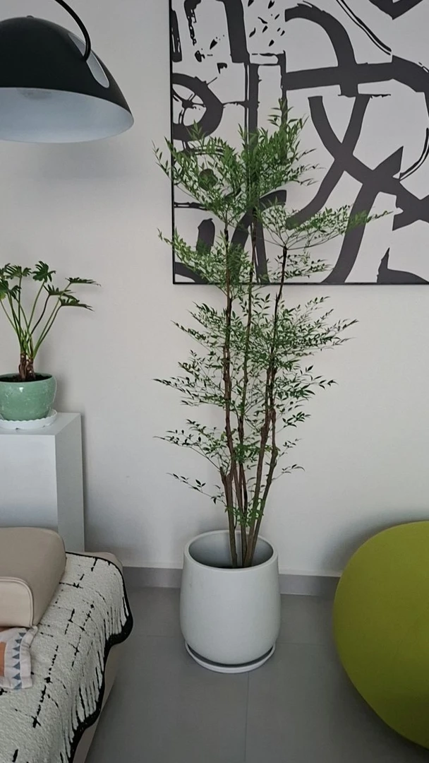 造型美观的南天竹盆栽落地老桩适合客厅办公室庭院造景