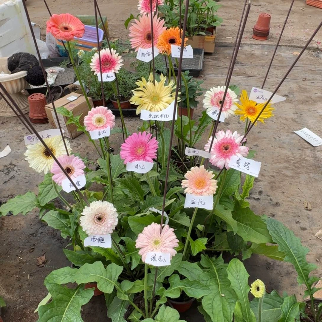 无花朵不包西雅圣托紫星球 其他品种挑6盆