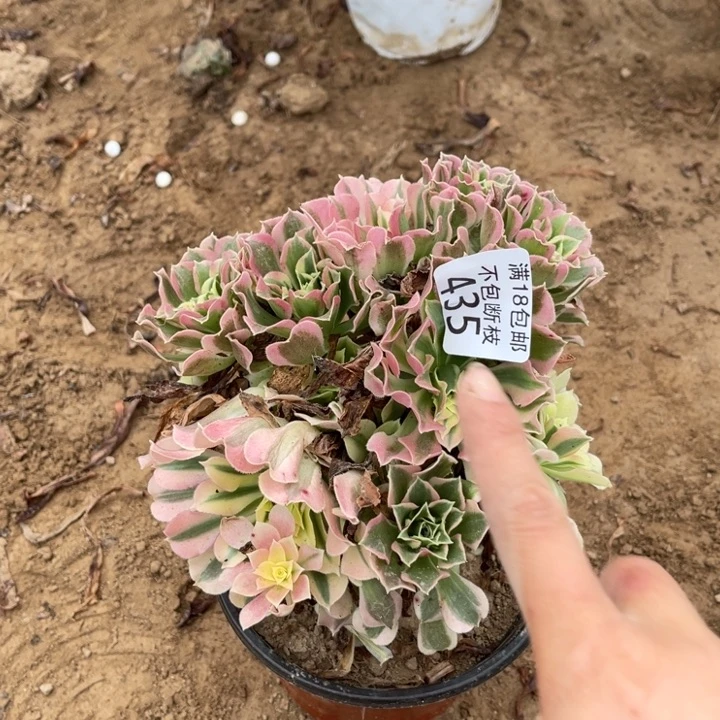 435白凤不圆1号棚